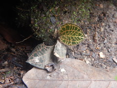 Anoectochilus roxburghii