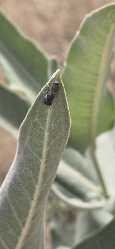 iNaturalist observation photo of Bees