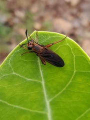 Phyllomydas parvulus