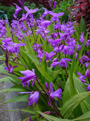 Bletilla