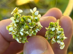 Micranthes oregana, photograph (c) Cody Hinchliff, some rights reserved (CC BY)