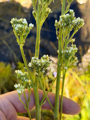 Micranthes oregana, photograph (c) Cody Hinchliff, some rights reserved (CC BY)