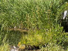 Micranthes oregana, photograph (c) Cody Hinchliff, some rights reserved (CC BY)