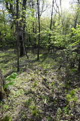 Trichophorum planifolium