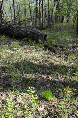 Trichophorum planifolium