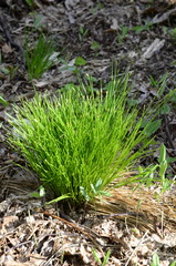 Trichophorum planifolium