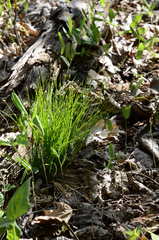 Trichophorum planifolium