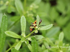 Tropidothorax sinensis