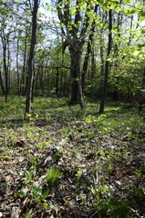 Trichophorum planifolium