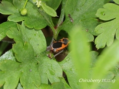 Tropidothorax sinensis
