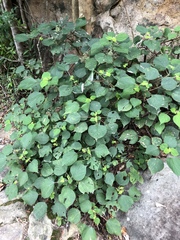 Boehmeria macrophylla