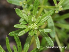 Galium aparine