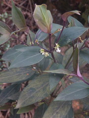 Hedyotis loganioides