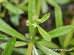 Galium aparine
