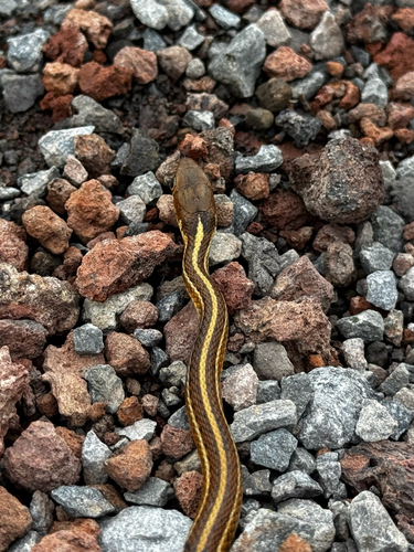 Photo of a Rossman's Garter Snake (Thamnophis rossmani)