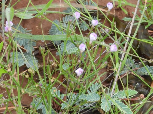 Astragalus nuttallianus