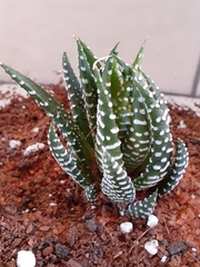 Haworthiopsis fasciata