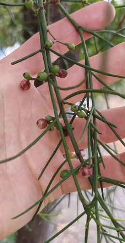 wireleaf mistletoe