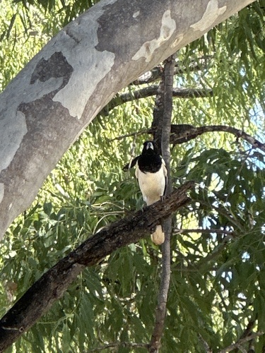 Pied Butcherbird