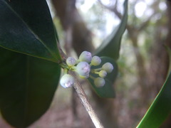 Memecylon ligustrifolium