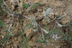 Torilis leptophylla