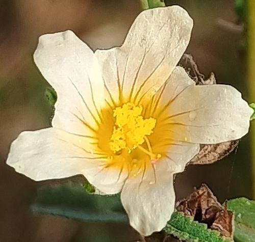 Sida spinosa observed 2026-07-11