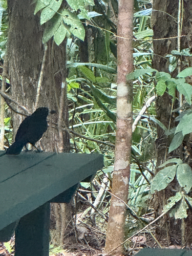 Black Butcherbird (Melloria quoyi), photo 8