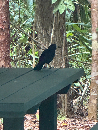 Black Butcherbird (Melloria quoyi), photo 7