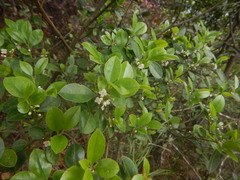 Ilex viridis