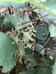 Boehmeria macrophylla