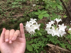 Rhododendron alabamense