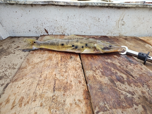 Patrijspoort-spaanmeerval (Hemisorubim platyrhynchos) — Pimelodidae — 2