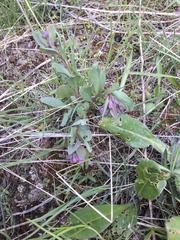 Mertensia oblongifolia