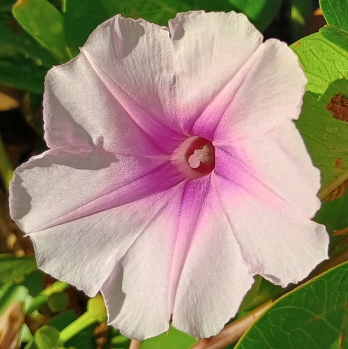 Ipomoea pes-caprae observed 2026-07-11