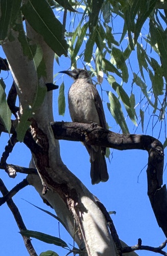Little Friarbird