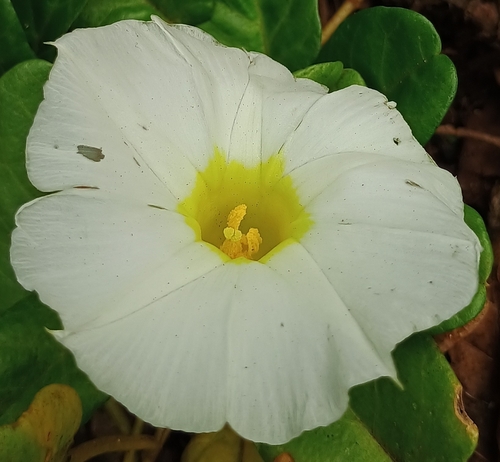 Ipomoea imperati observed 2026-07-11