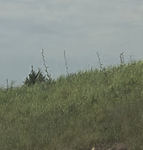compass plant