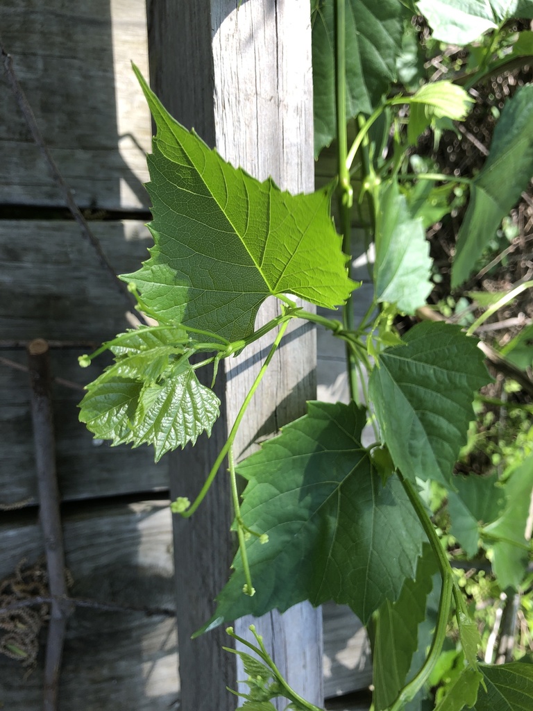 heart leaf peppervine from Hidden Ridge, Irving, TX, US on April 27