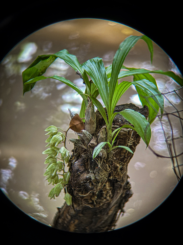 Clowesia russelliana, photograph 2
