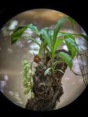 Clowesia russelliana, photograph (c) Daniel Pineda Vera, some rights reserved (CC BY)