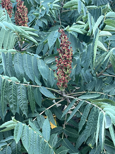 smooth sumac
