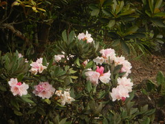 Rhododendron simiarum