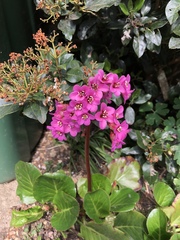Bergenia