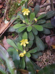 Lysimachia alpestris