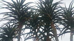 Aloidendron barberae