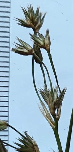 Juncus acuminatus, 2026-07-05