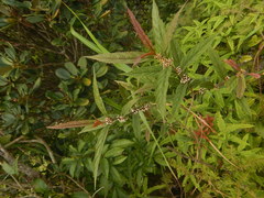 Callicarpa brevipes