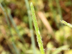 Alopecurus aequalis amurensis