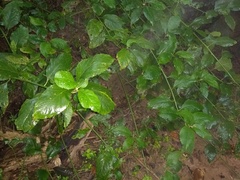 Quechualia fulta
