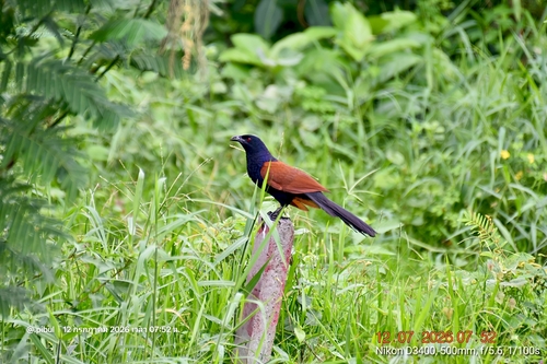Greater Coucal